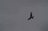 D7D00445 Red Kite (Milvus milvus) with wings spread.jpg